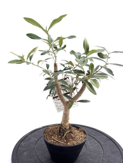 盆栽風オリーブ｜XXS（5号鉢）｜おまかせ｜2つのシルエットから選べる小鉢オリーブ
