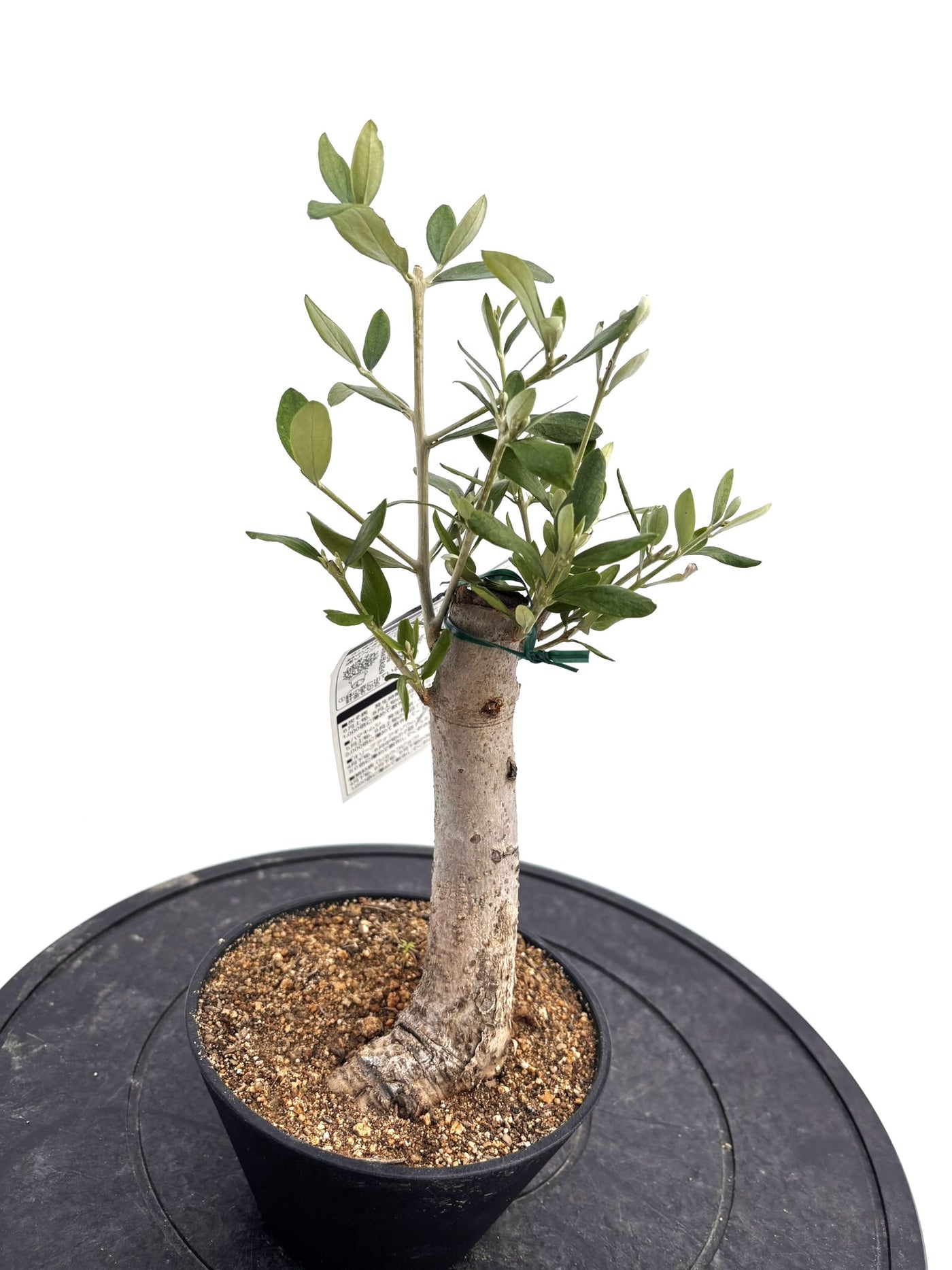 盆栽風オリーブ｜XXS（5号鉢）｜おまかせ｜2つのシルエットから選べる小鉢オリーブ