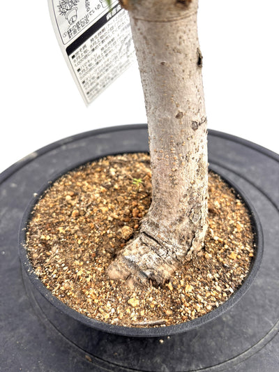 盆栽風オリーブ｜XXS（5号鉢）｜おまかせ｜2つのシルエットから選べる小鉢オリーブ