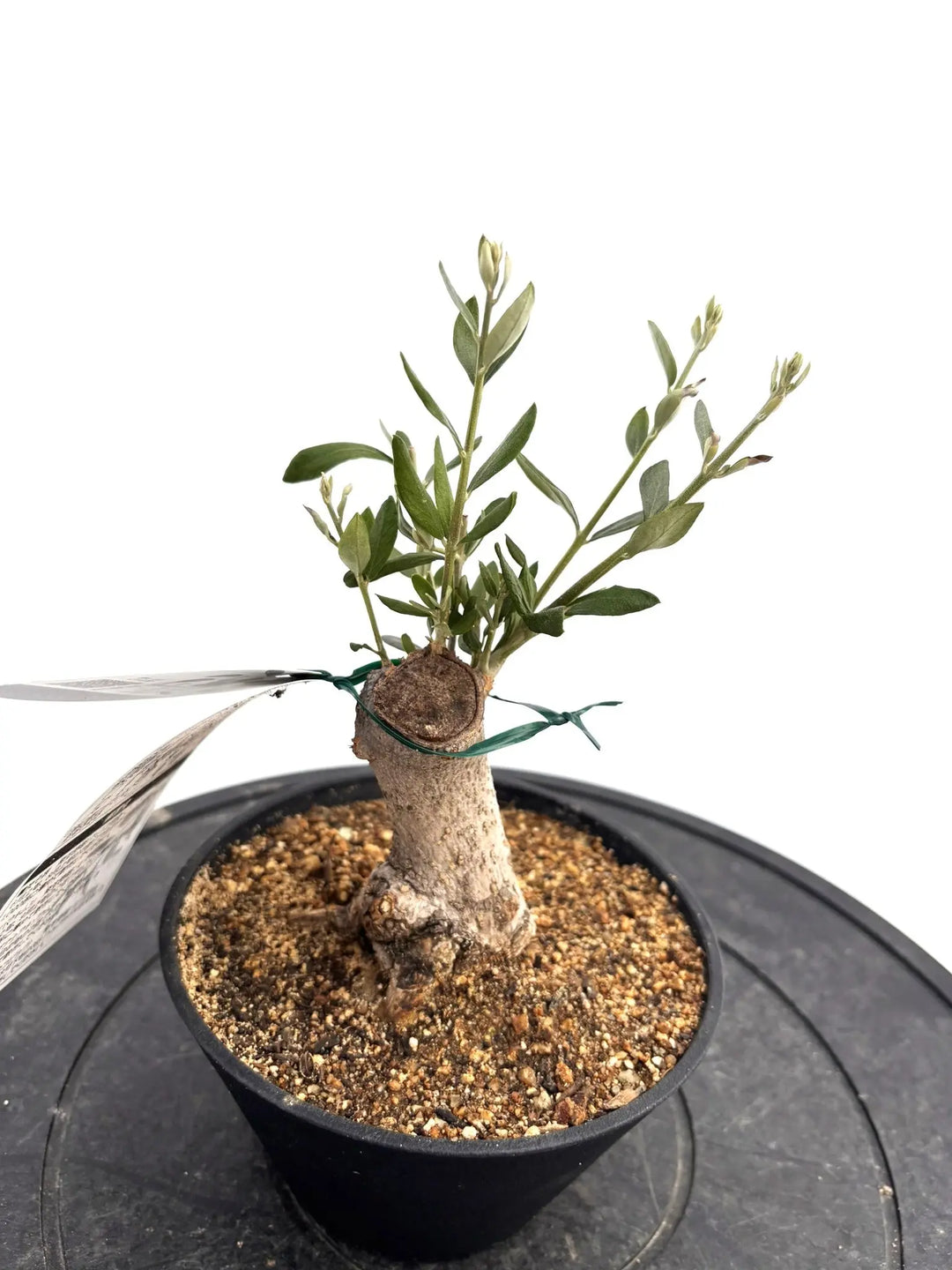 盆栽風オリーブの木 - 株式会社鶴亀園