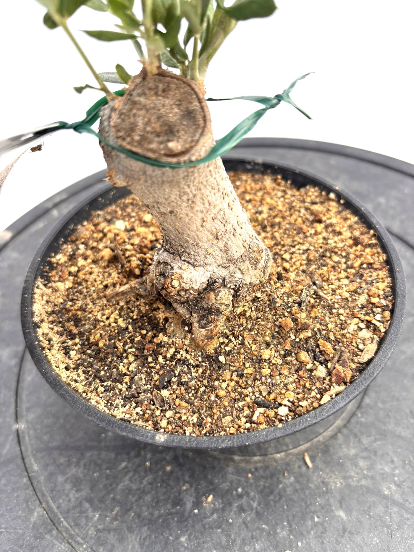 盆栽風オリーブ｜XXS（5号鉢）｜おまかせ｜2つのシルエットから選べる小鉢オリーブ