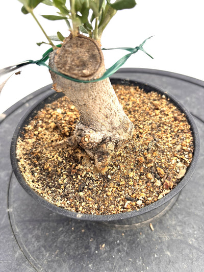 盆栽風オリーブ｜XXS（5号鉢）｜おまかせ｜2つのシルエットから選べる小鉢オリーブ