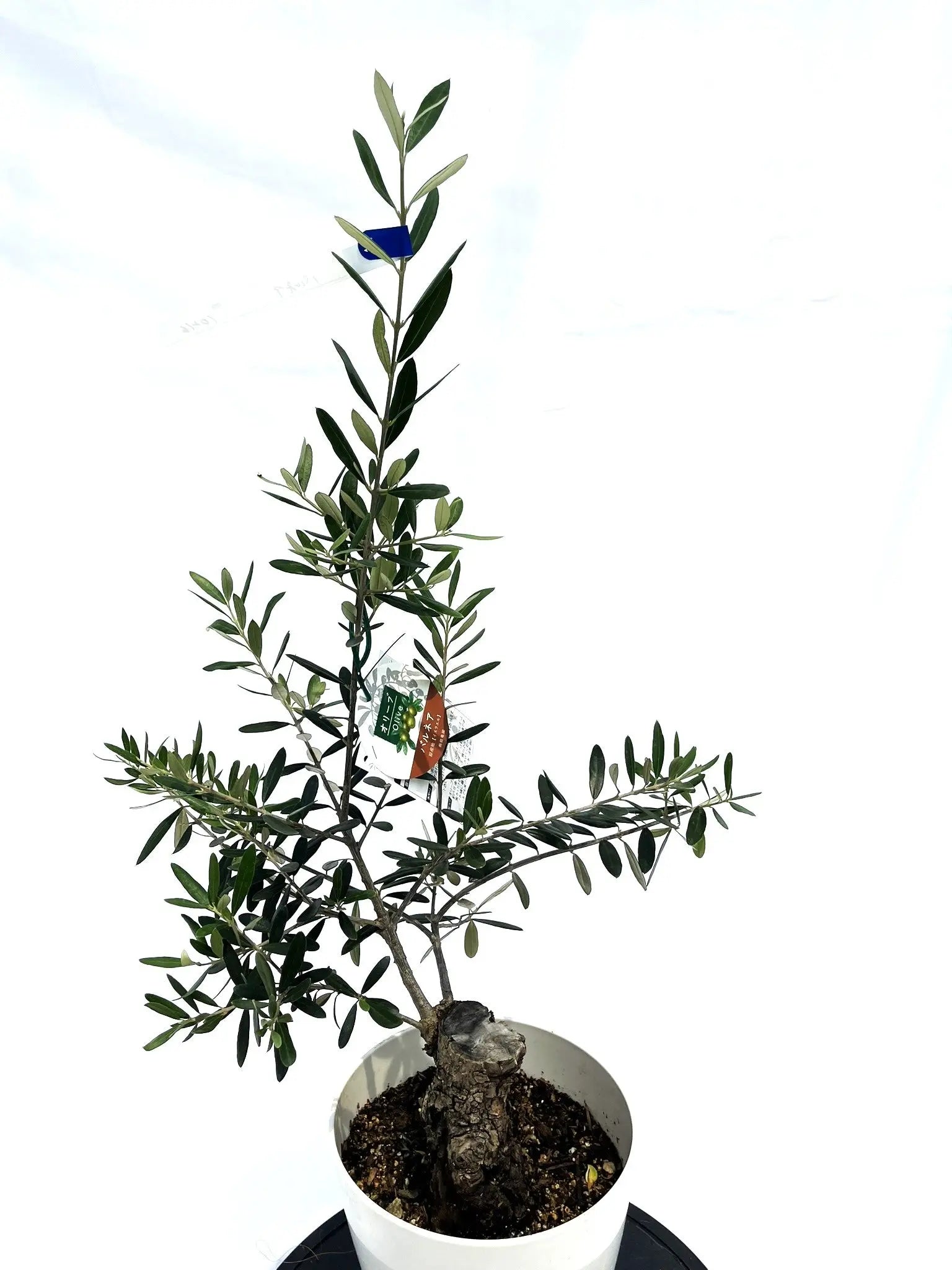 バルネア Sサイズ 約80cm NO.10216 オリーブの木 - 株式会社鶴亀園