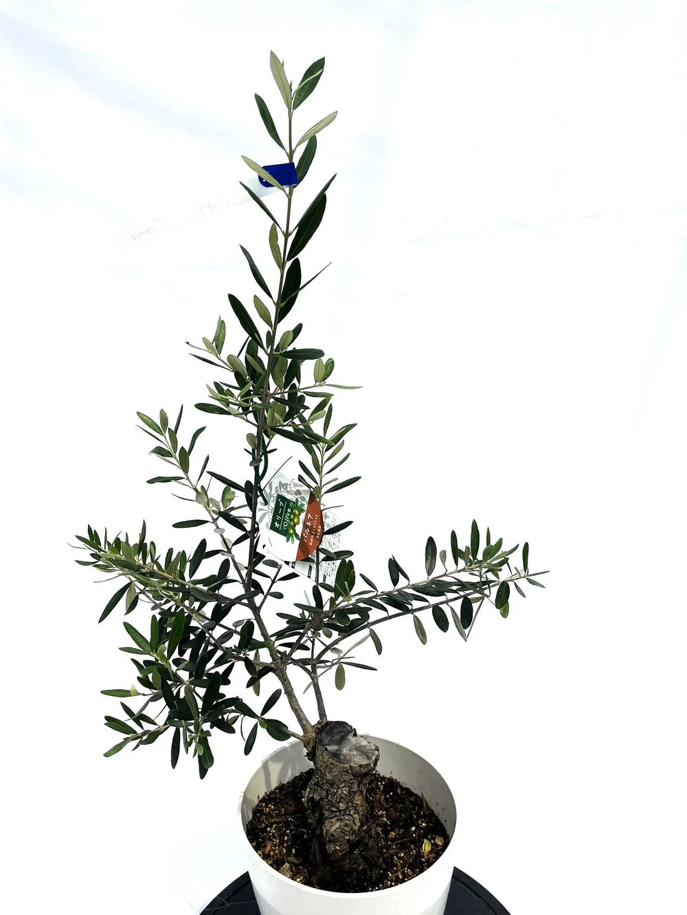 オリーブの木（全商品）｜写真の木をそのままお届け［現品販売］｜鶴亀
