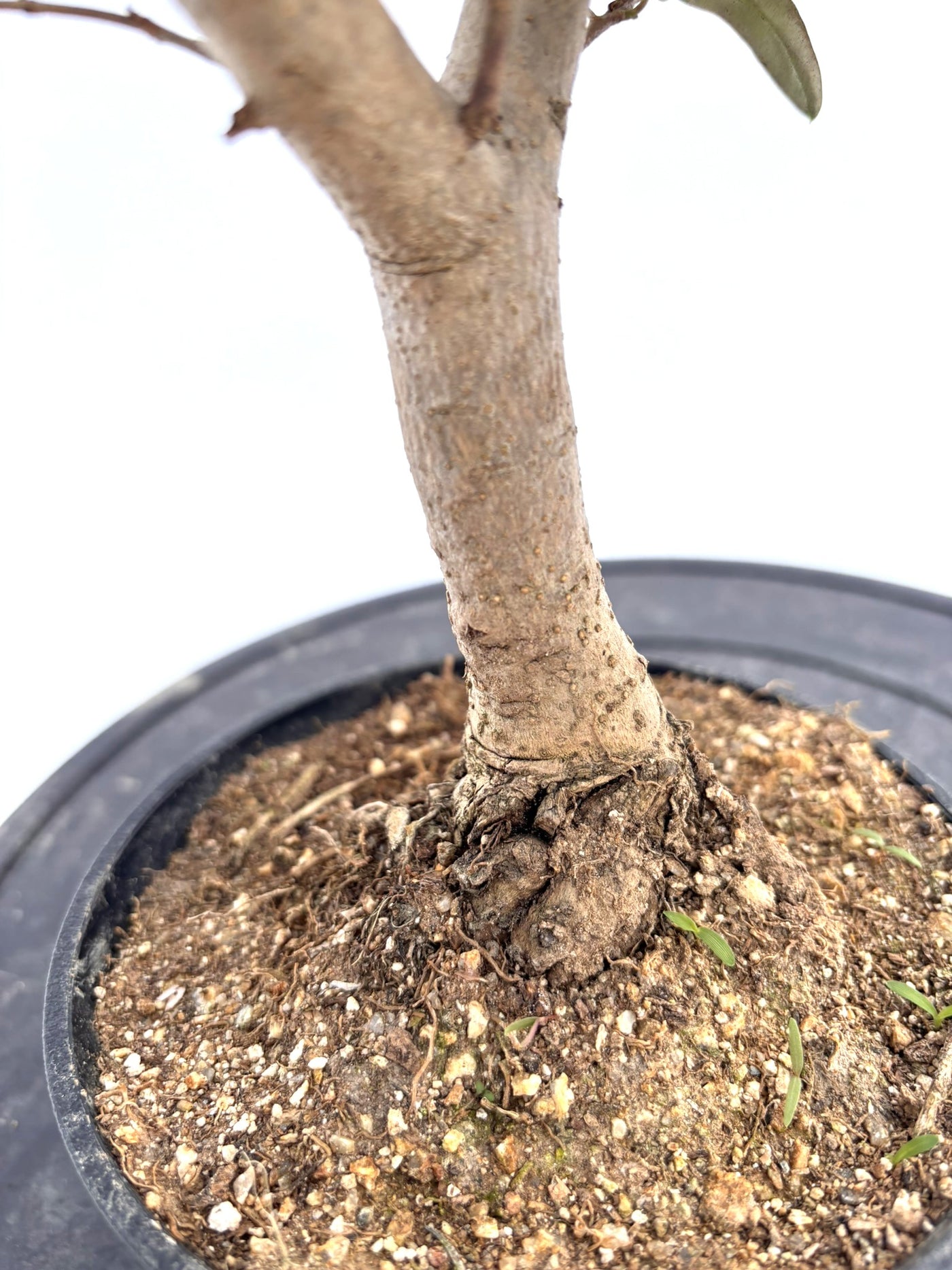 盆栽風オリーブ｜XXS（5号鉢）｜おまかせ｜2つのシルエットから選べる小鉢オリーブ