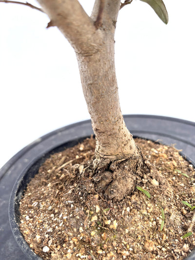 盆栽風オリーブ｜XXS（5号鉢）｜おまかせ｜2つのシルエットから選べる小鉢オリーブ