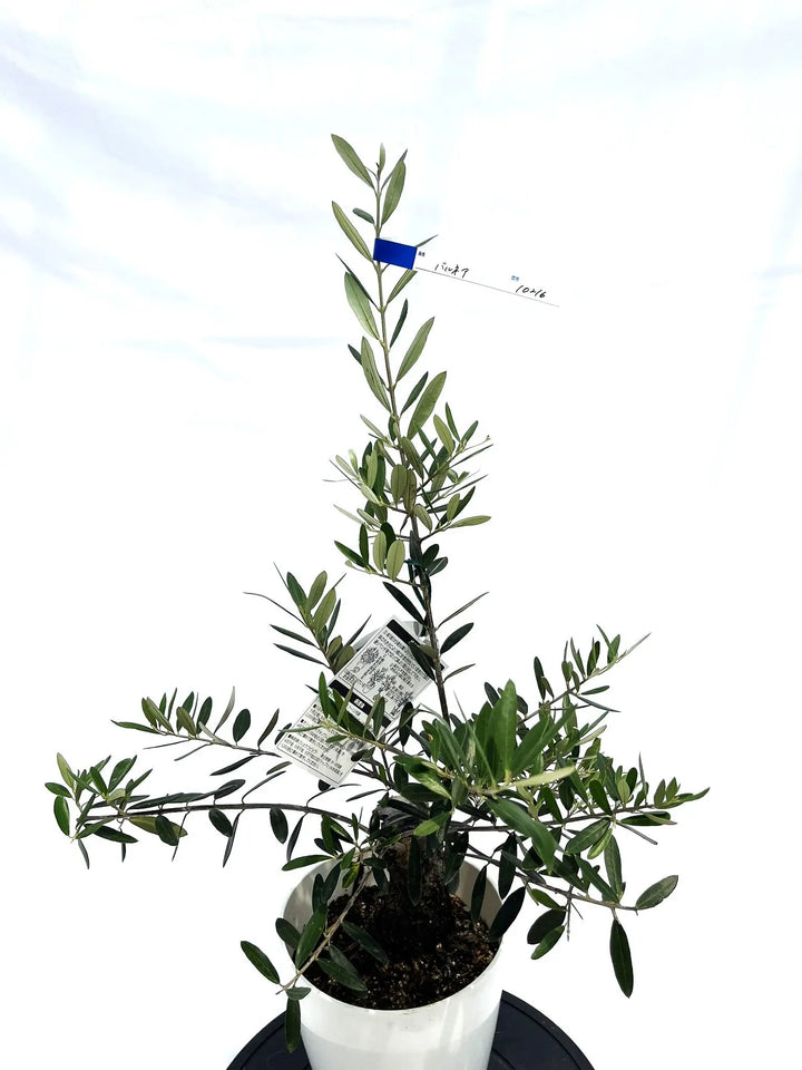 斑入りオリーブ切り枝　2本入 IMG_9840_720x.jpg?v=1729518722