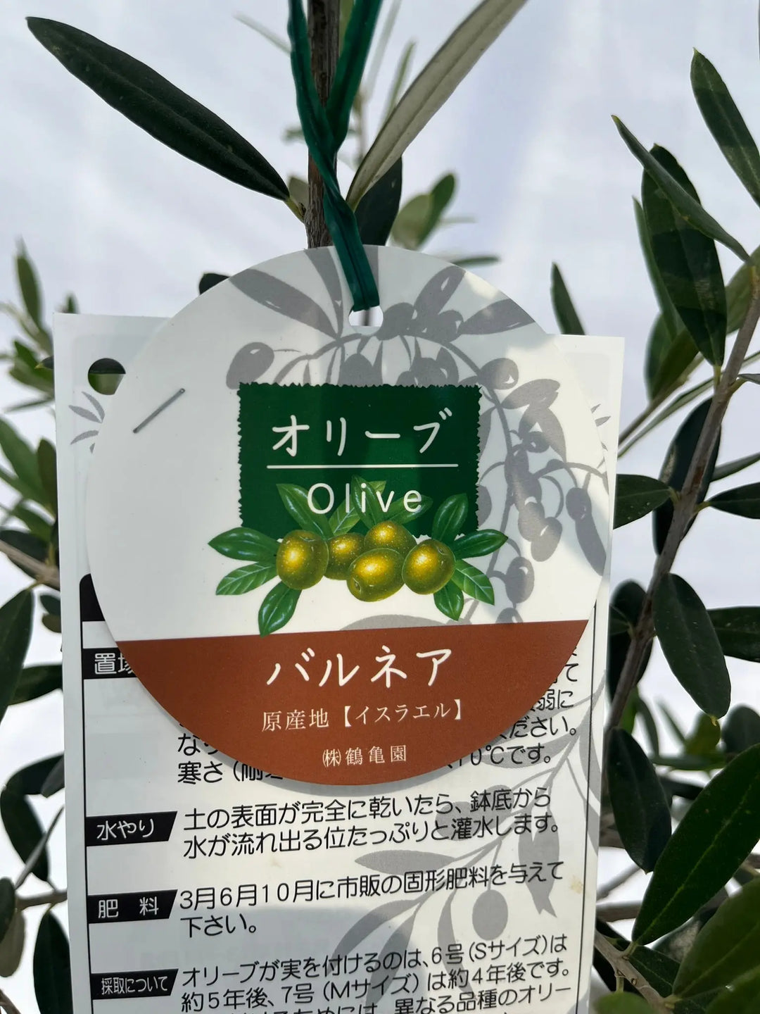 オリーブの木　バルネア　古木　極太　9月23日出品終了　植物　盆栽 オリーブの木 バルネア 古木 極太 9月23出 植物 盆栽