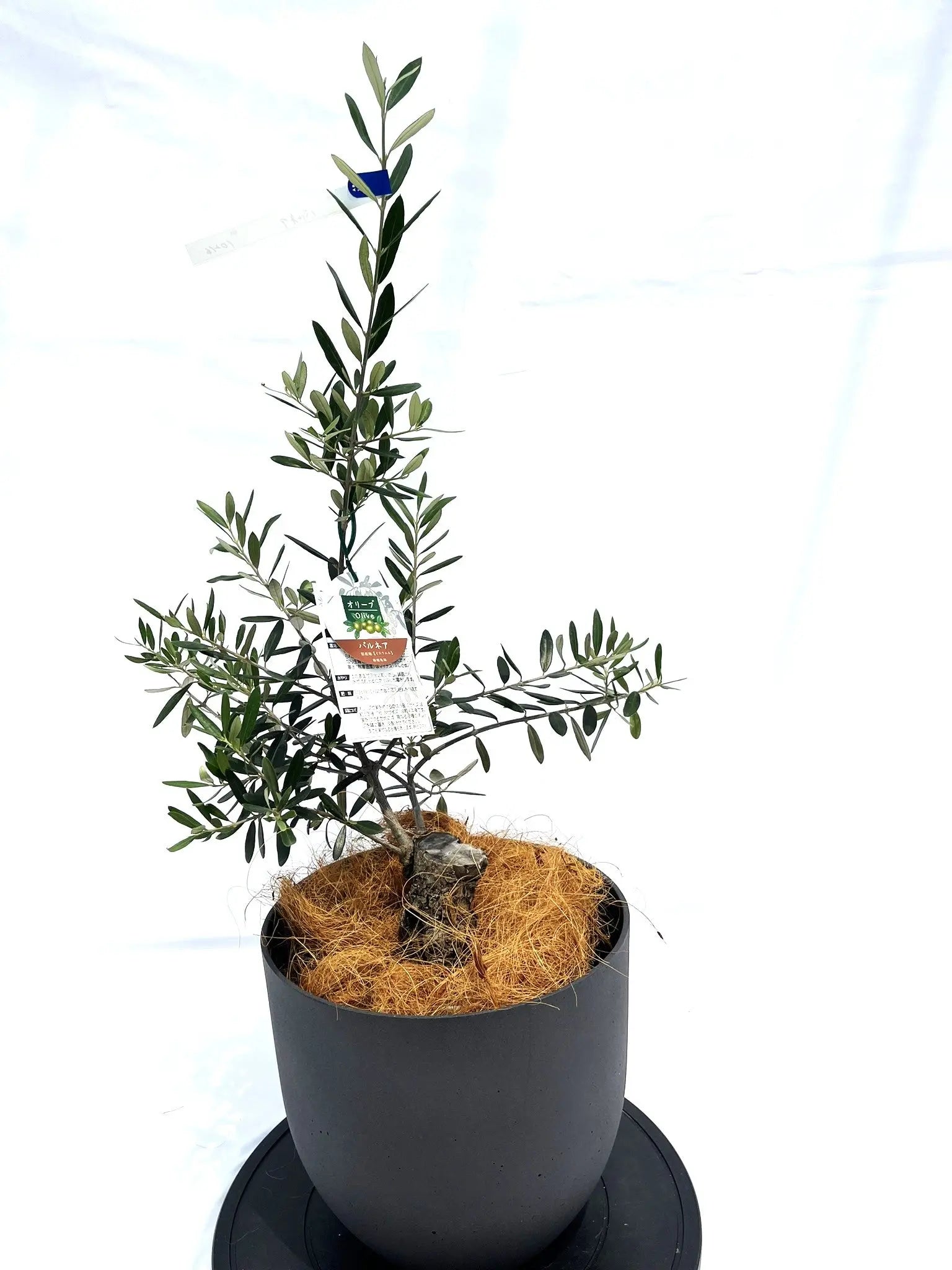 斑入りオリーブ苗　④ バルネア Sサイズ 約80cm NO.10216 オリーブの木 - 株式会社鶴亀園