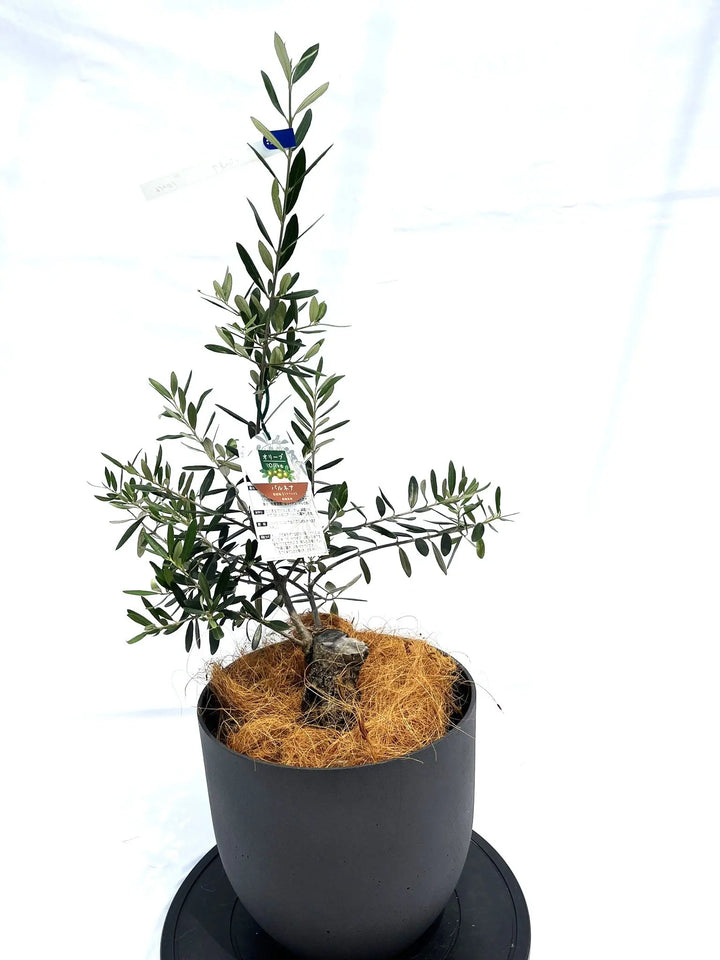 バルネア Sサイズ 約80cm NO.10216 オリーブの木 - 株式会社鶴亀園