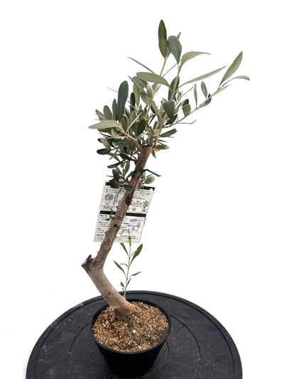 盆栽風オリーブ｜XXS（5号鉢）｜おまかせ｜2つのシルエットから選べる小鉢オリーブ