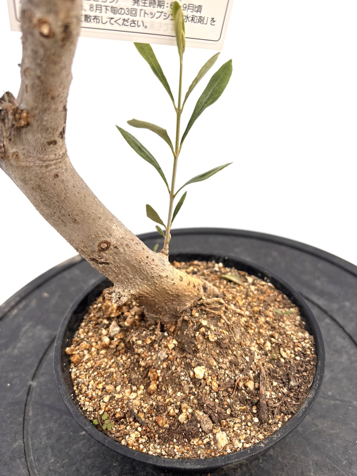 盆栽風オリーブ｜XXS（5号鉢）｜おまかせ｜2つのシルエットから選べる小鉢オリーブ