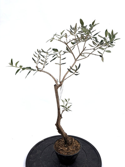 盆栽風オリーブ｜XXS（5号鉢）｜おまかせ｜2つのシルエットから選べる小鉢オリーブ
