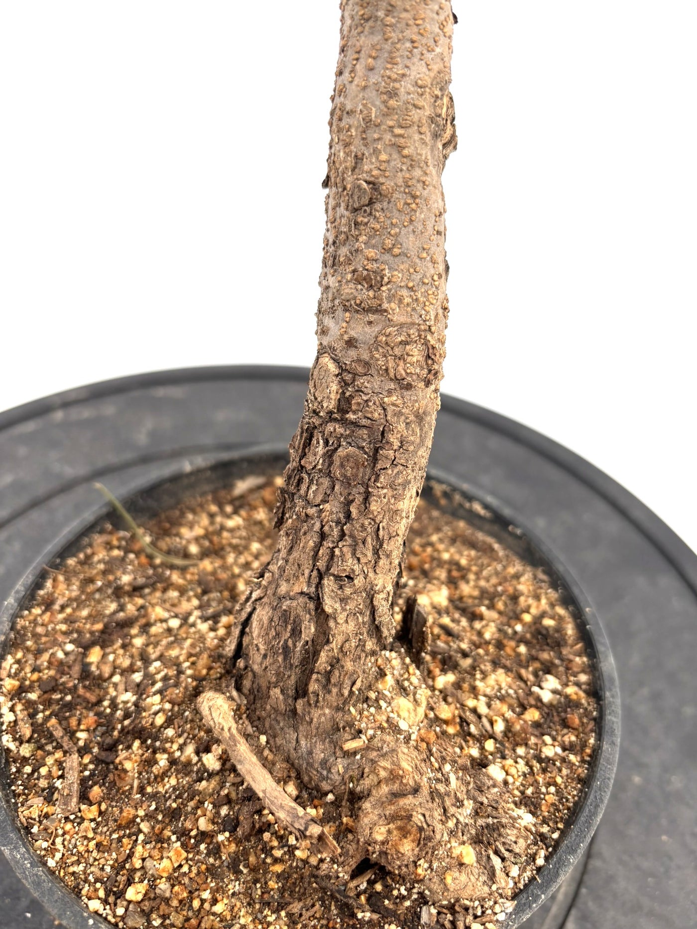 盆栽風オリーブ｜XXS（5号鉢）｜おまかせ｜2つのシルエットから選べる小鉢オリーブ