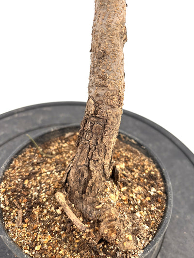 盆栽風オリーブ｜XXS（5号鉢）｜おまかせ｜2つのシルエットから選べる小鉢オリーブ