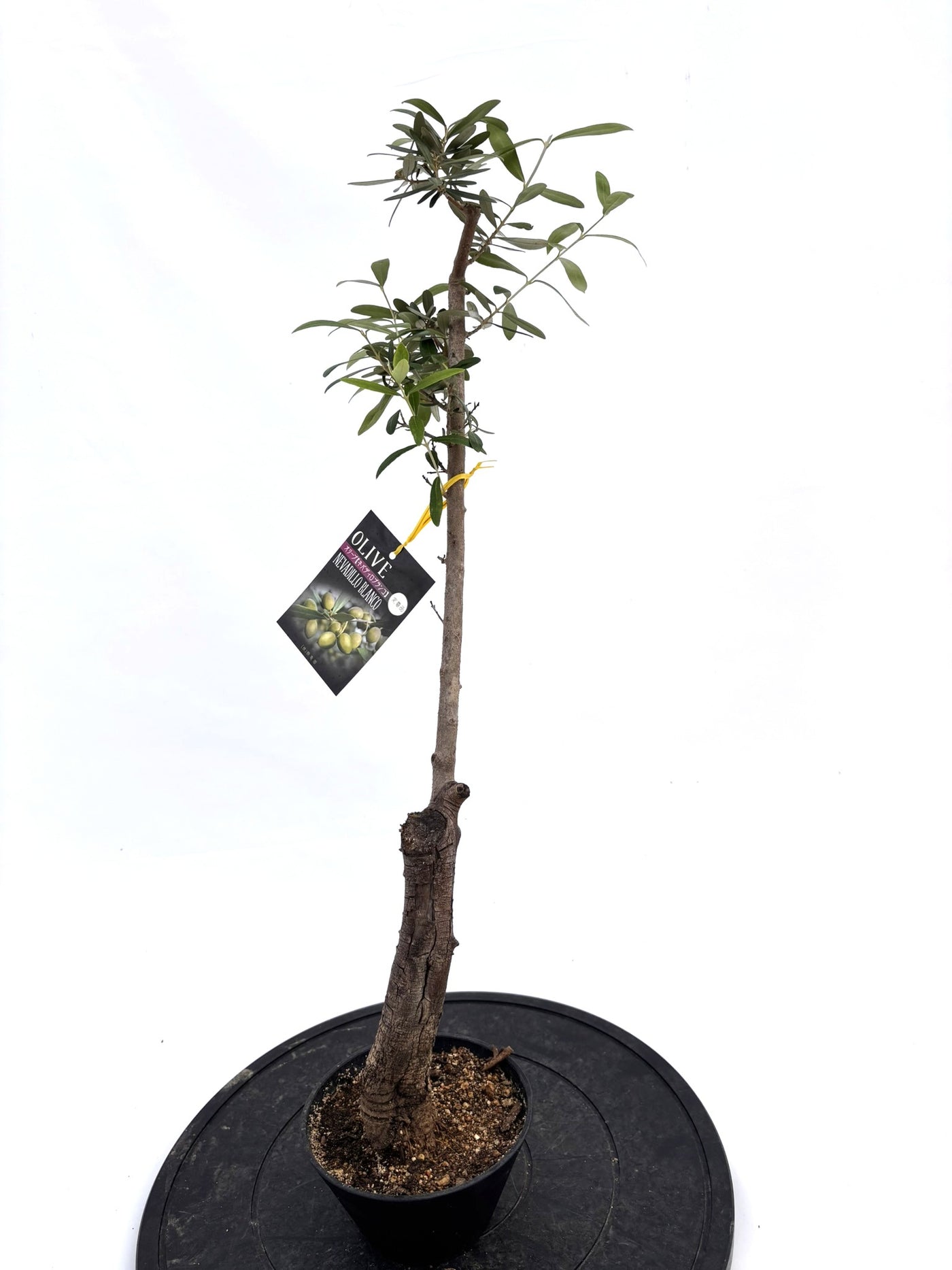 盆栽風オリーブ｜XXS（5号鉢）｜おまかせ｜2つのシルエットから選べる小鉢オリーブ