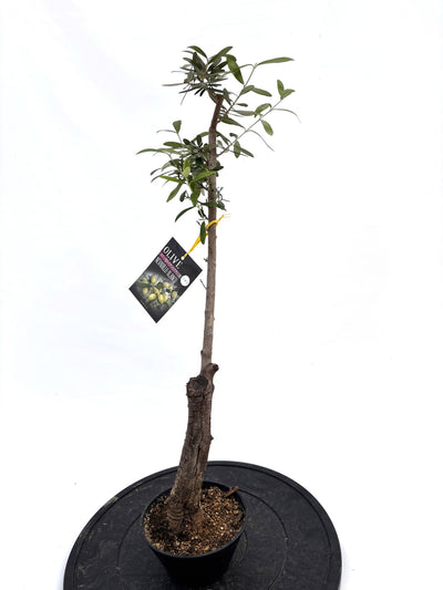 盆栽風オリーブ｜XXS（5号鉢）｜おまかせ｜2つのシルエットから選べる小鉢オリーブ