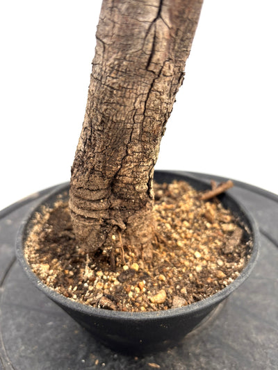 盆栽風オリーブ｜XXS（5号鉢）｜おまかせ｜2つのシルエットから選べる小鉢オリーブ