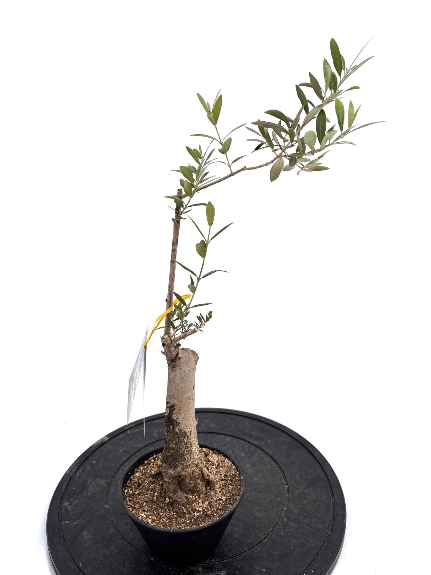 盆栽風オリーブ｜XXS（5号鉢）｜おまかせ｜2つのシルエットから選べる小鉢オリーブ