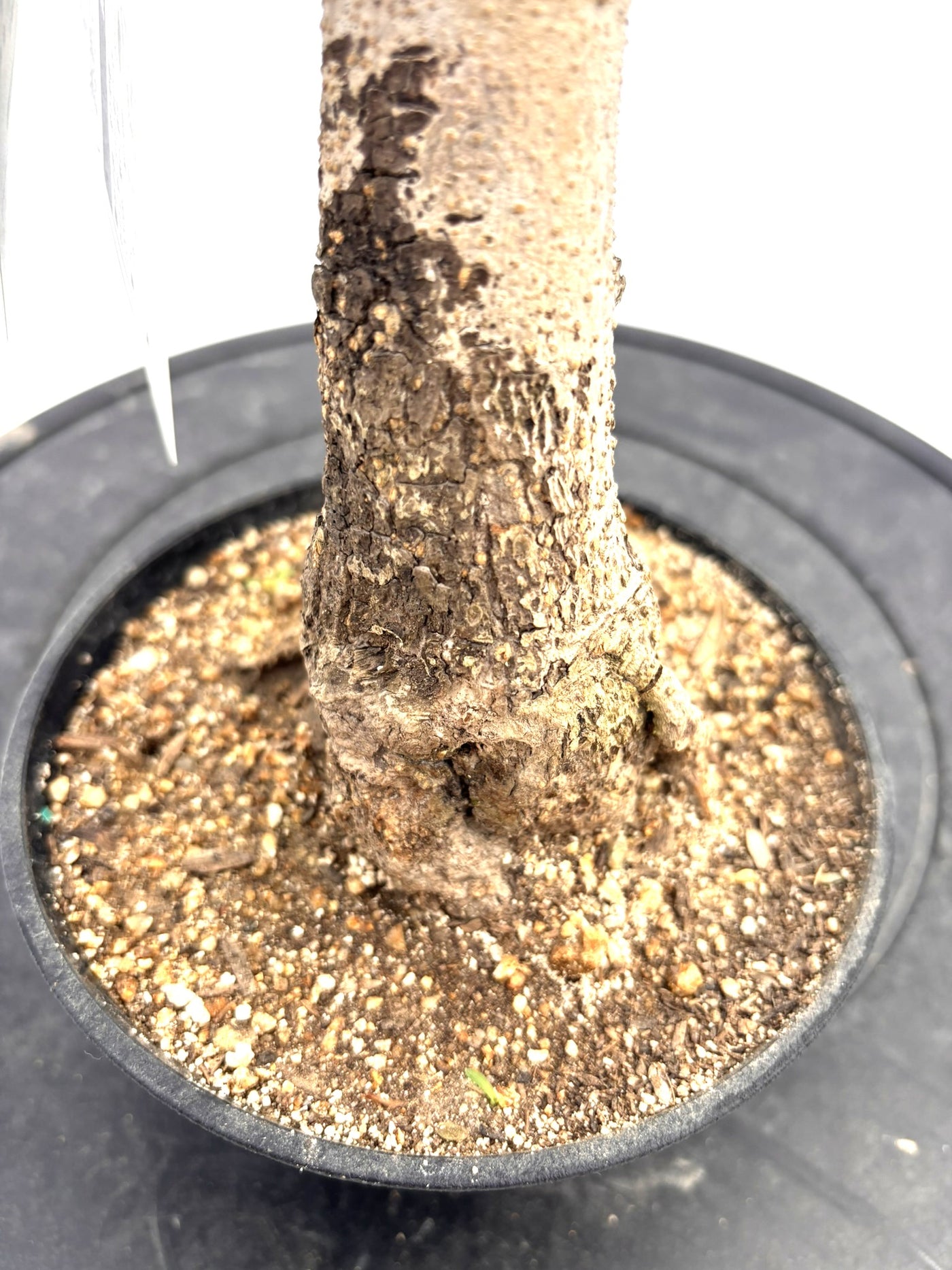 盆栽風オリーブ｜XXS（5号鉢）｜おまかせ｜2つのシルエットから選べる小鉢オリーブ