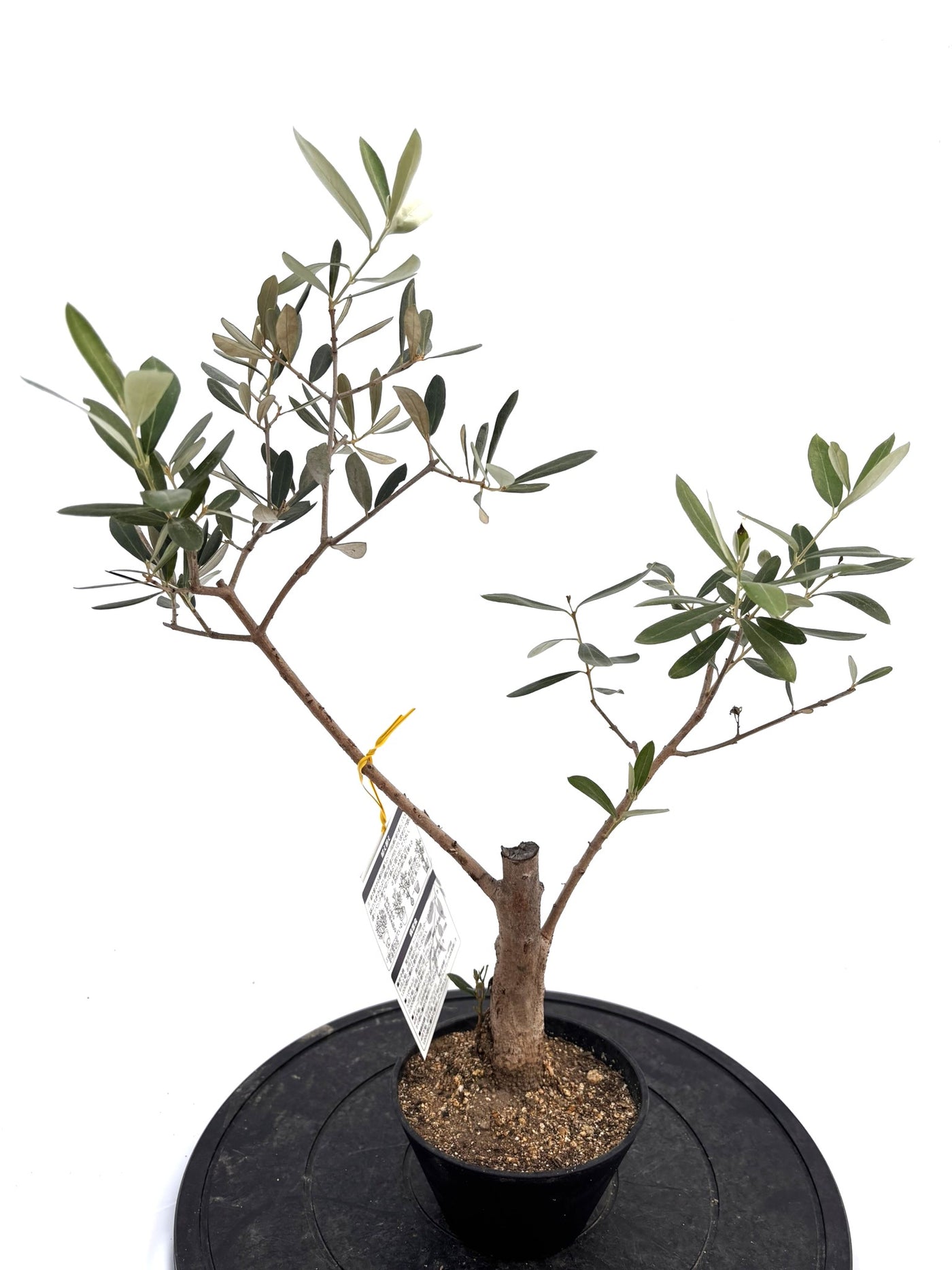 盆栽風オリーブ｜XXS（5号鉢）｜おまかせ｜2つのシルエットから選べる小鉢オリーブ