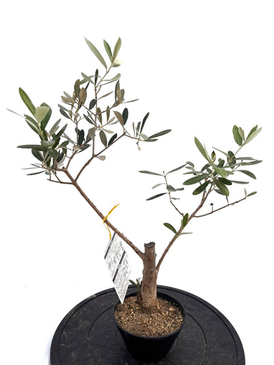 盆栽風オリーブ｜XXS（5号鉢）｜おまかせ｜2つのシルエットから選べる小鉢オリーブ