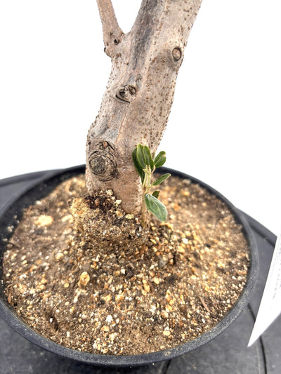 盆栽風オリーブ｜XXS（5号鉢）｜おまかせ｜2つのシルエットから選べる小鉢オリーブ