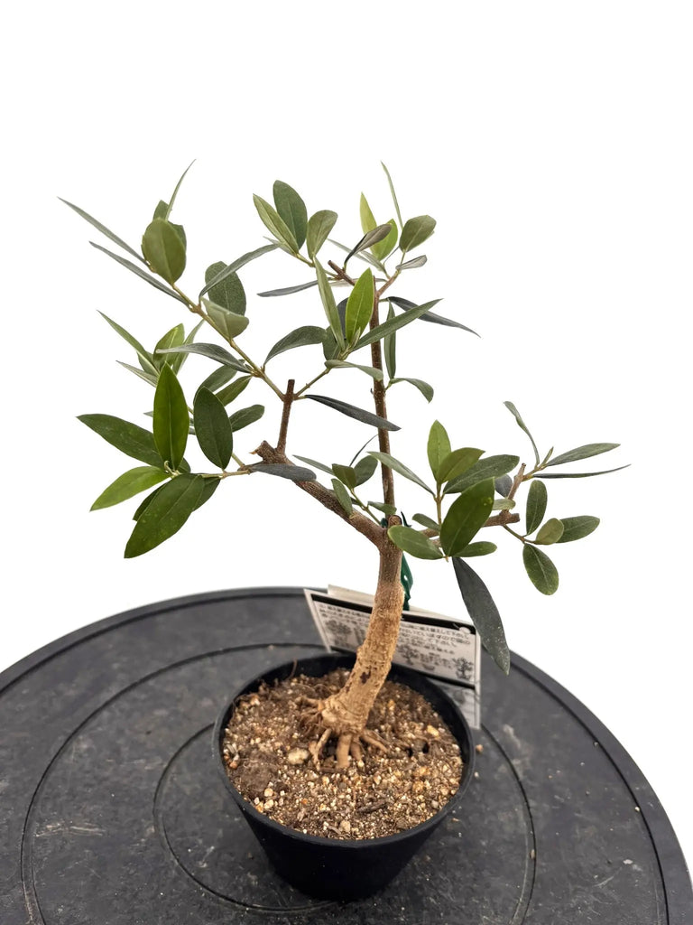 オリーブの木 タジャスカ 盆栽風 6号 約45cm 現品販売 おまかせオリーブ｜XXS／XSサイズ｜人気8品種から厳選お届け - 株式