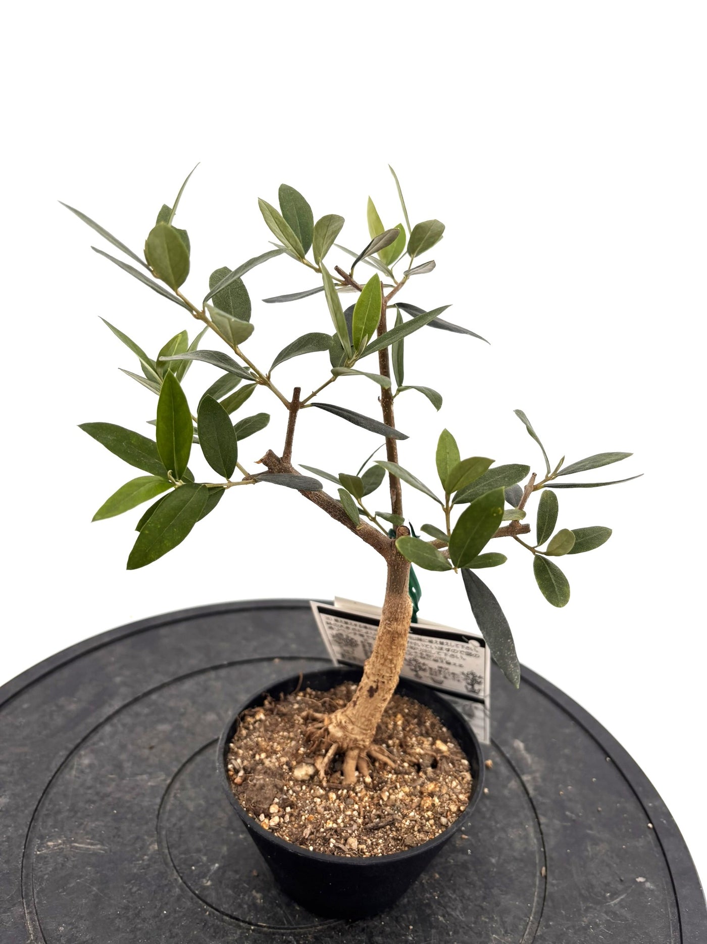 盆栽風オリーブ｜おまかせ｜XXXSサイズ｜高さ20〜40cm・幹径約2cm