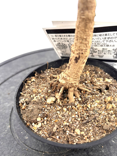 盆栽風オリーブ｜おまかせ｜XXXSサイズ｜高さ20〜40cm・幹径約2cm