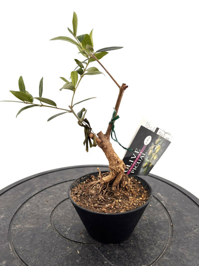 盆栽風オリーブ｜おまかせ｜XXXSサイズ｜高さ20〜40cm・幹径約2cm