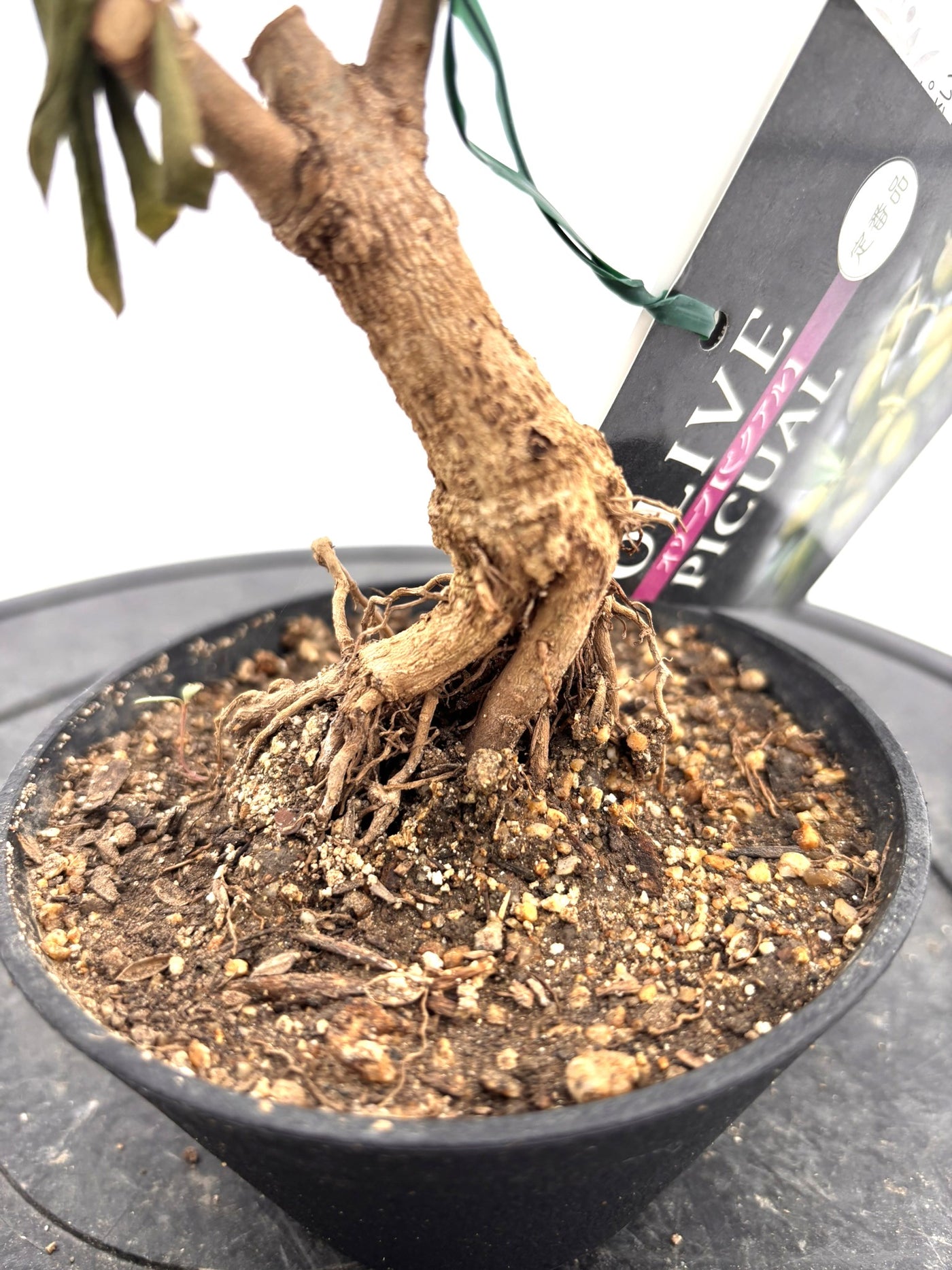 盆栽風オリーブ｜おまかせ｜XXXSサイズ｜高さ20〜40cm・幹径約2cm