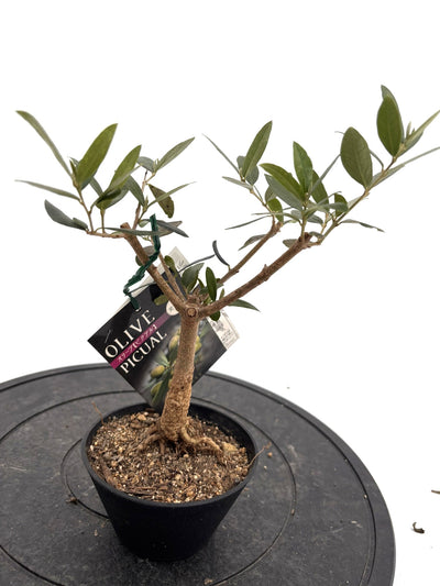 盆栽風オリーブ｜おまかせ｜XXXSサイズ｜高さ20〜40cm・幹径約2cm