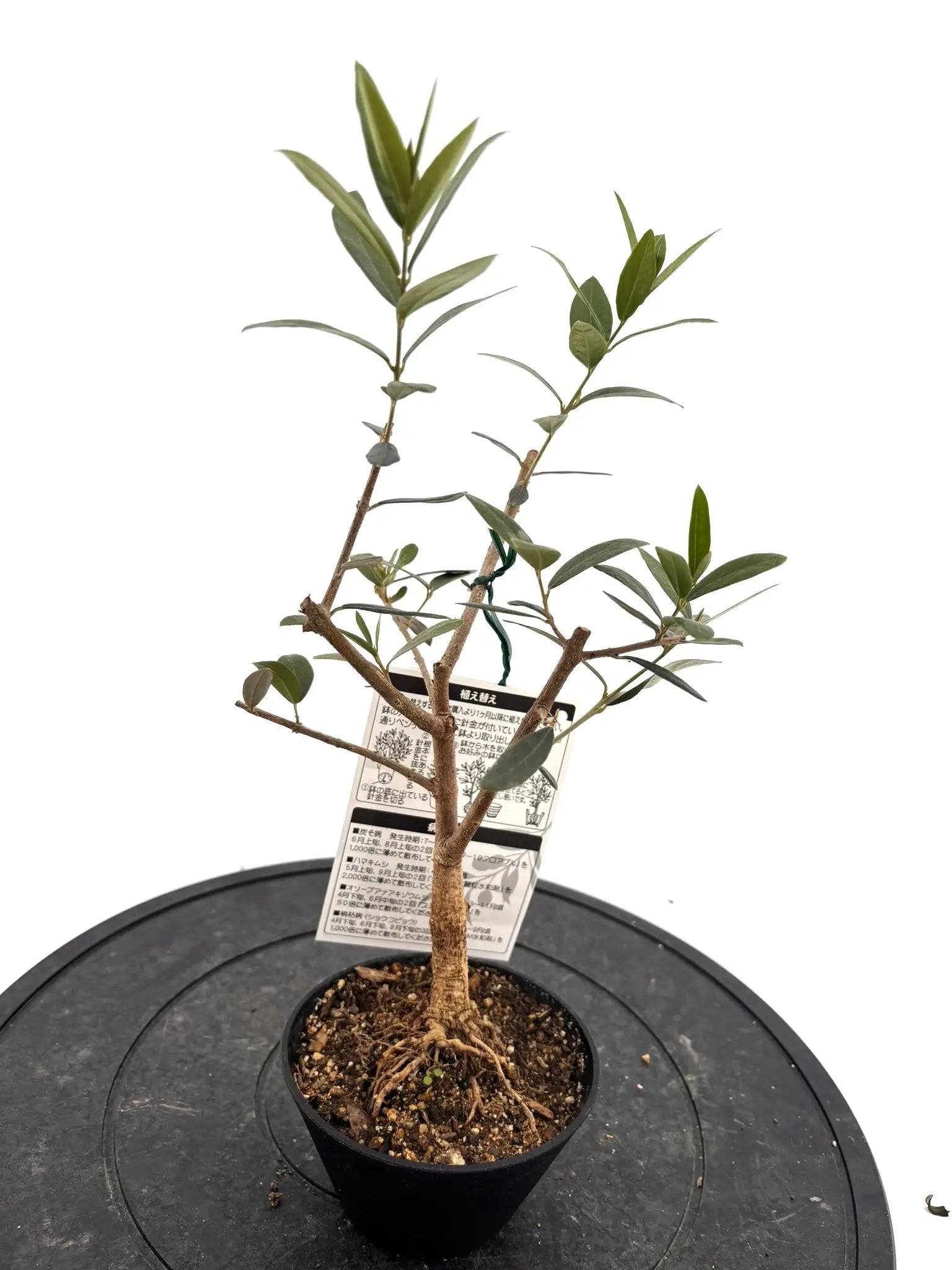 おまかせオリーブ｜XXS／XSサイズ｜人気8品種から厳選お届け - 株式