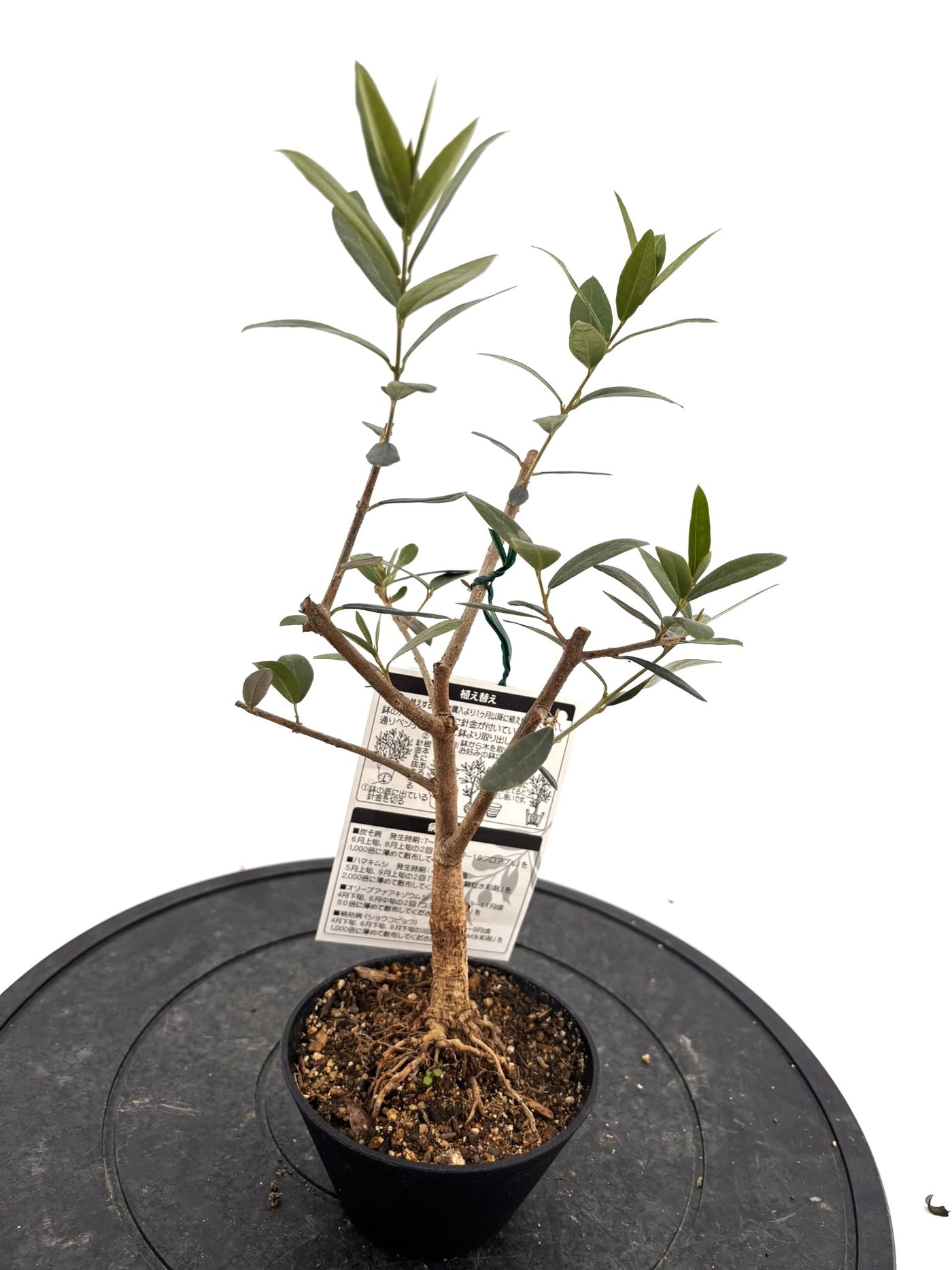 盆栽風オリーブ｜おまかせ｜XXXSサイズ｜高さ20〜40cm・幹径約2cm