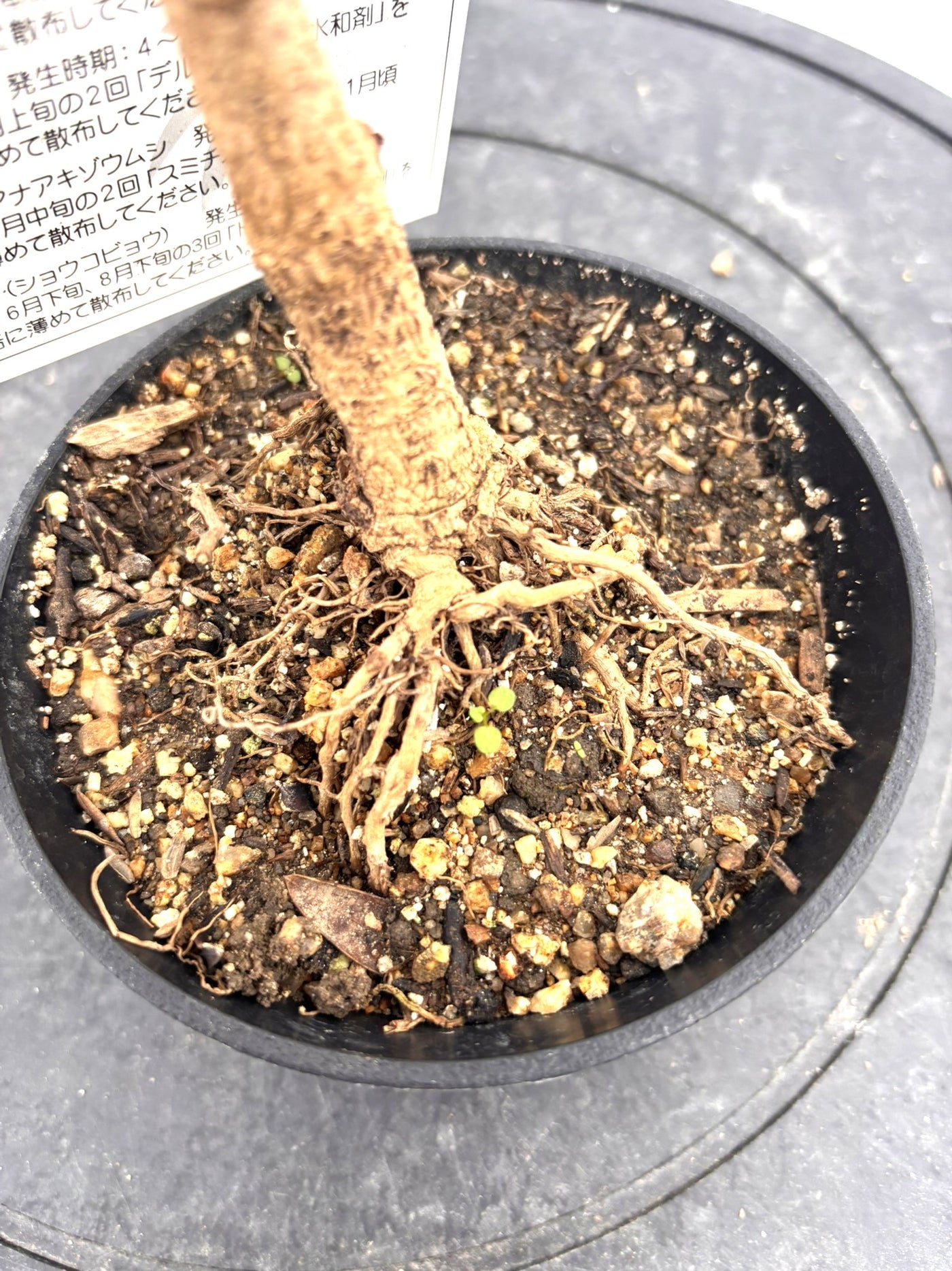 盆栽風オリーブ｜おまかせ｜XXXSサイズ｜高さ20〜40cm・幹径約2cm