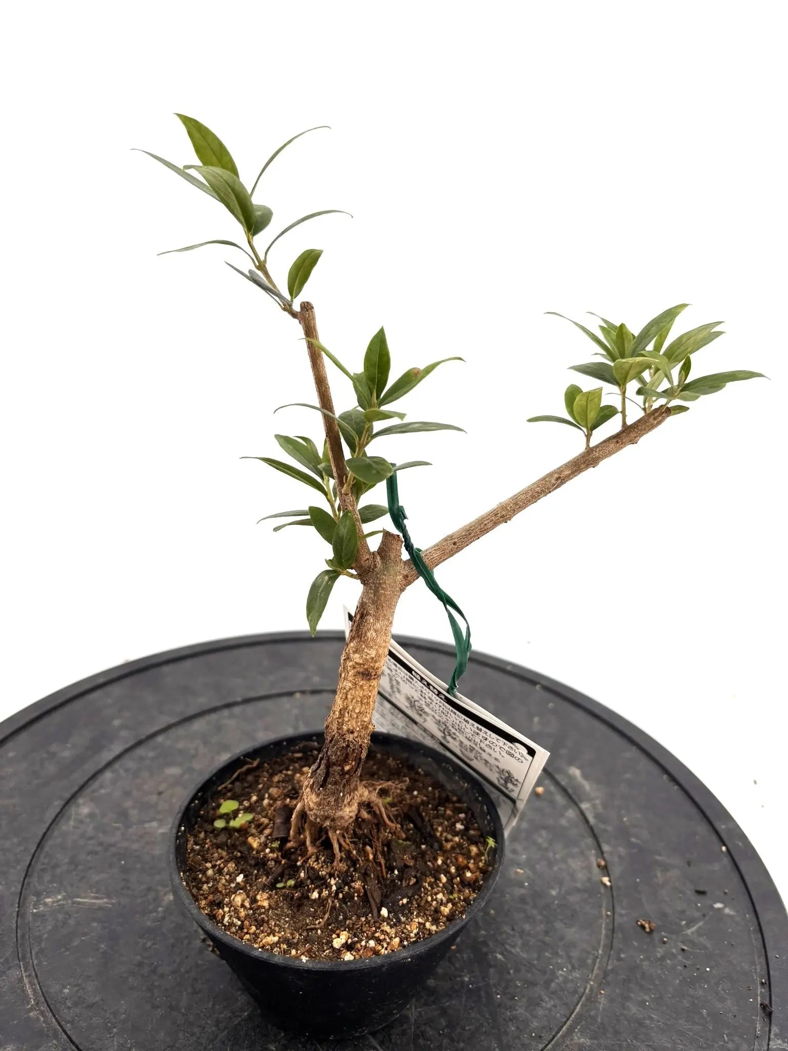 おまかせオリーブ｜XXS／XSサイズ｜人気8品種から厳選お届け - 株式