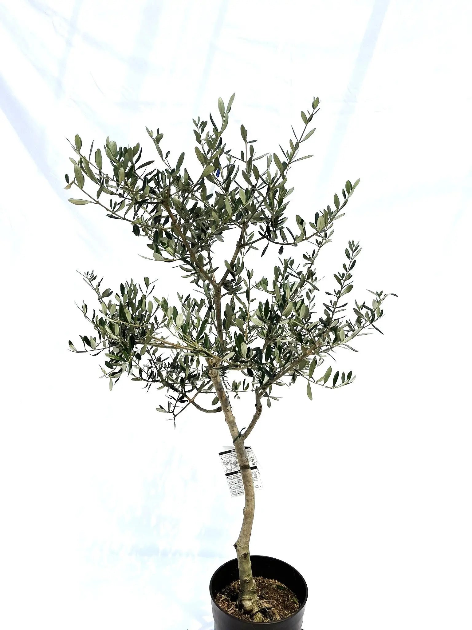 オリーブの木 コレッジョラ 約210cm NO.2028 大型 現品掲載