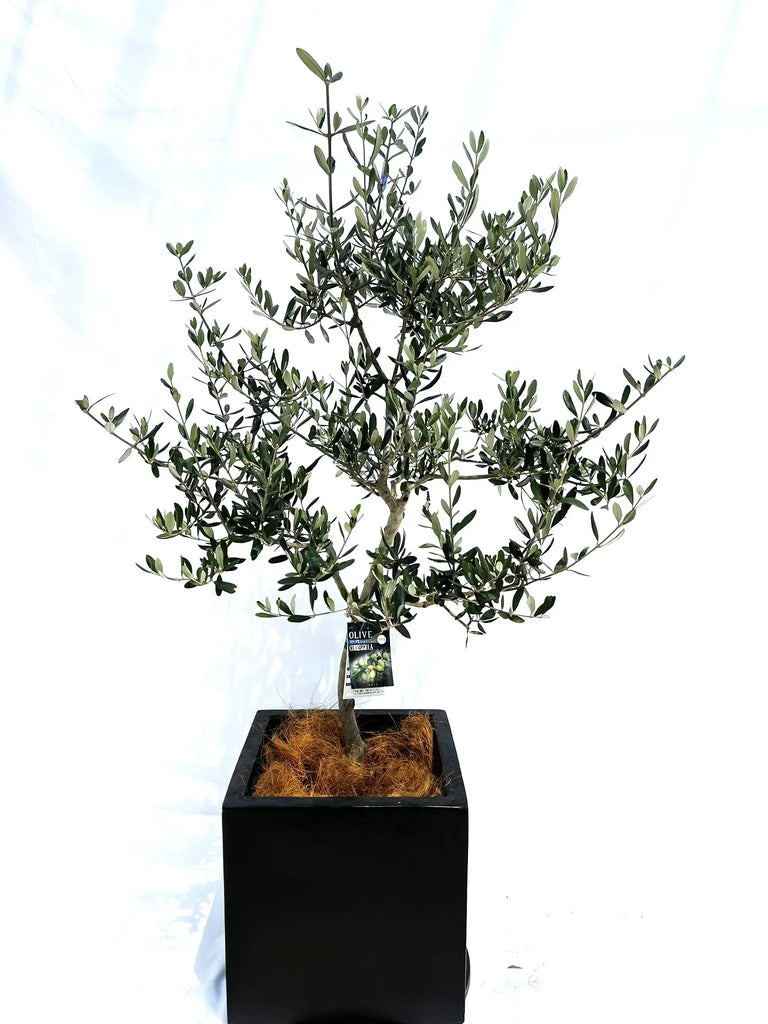 【引取り限定】オリーブの木 中型⭐︎古木⭐︎約160cm 引取り限定】オリーブの木 中型⭐︎古木⭐︎約160cm 引取り限定