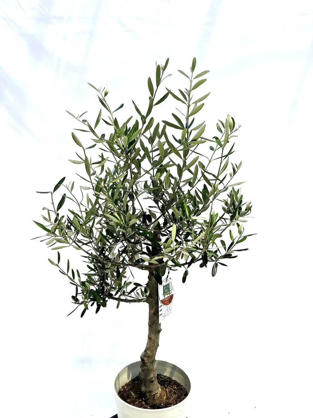 オリーブの木（全商品）｜写真の木をそのままお届け［現品販売］｜鶴亀