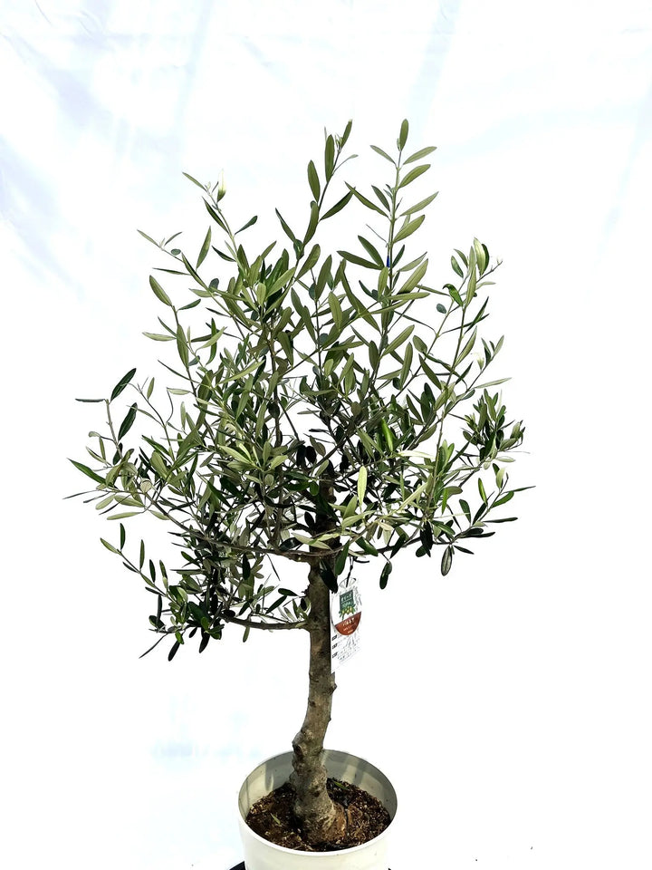 バルネア Mサイズ 約110cm NO.10223 オリーブの木 - 株式会社鶴亀園