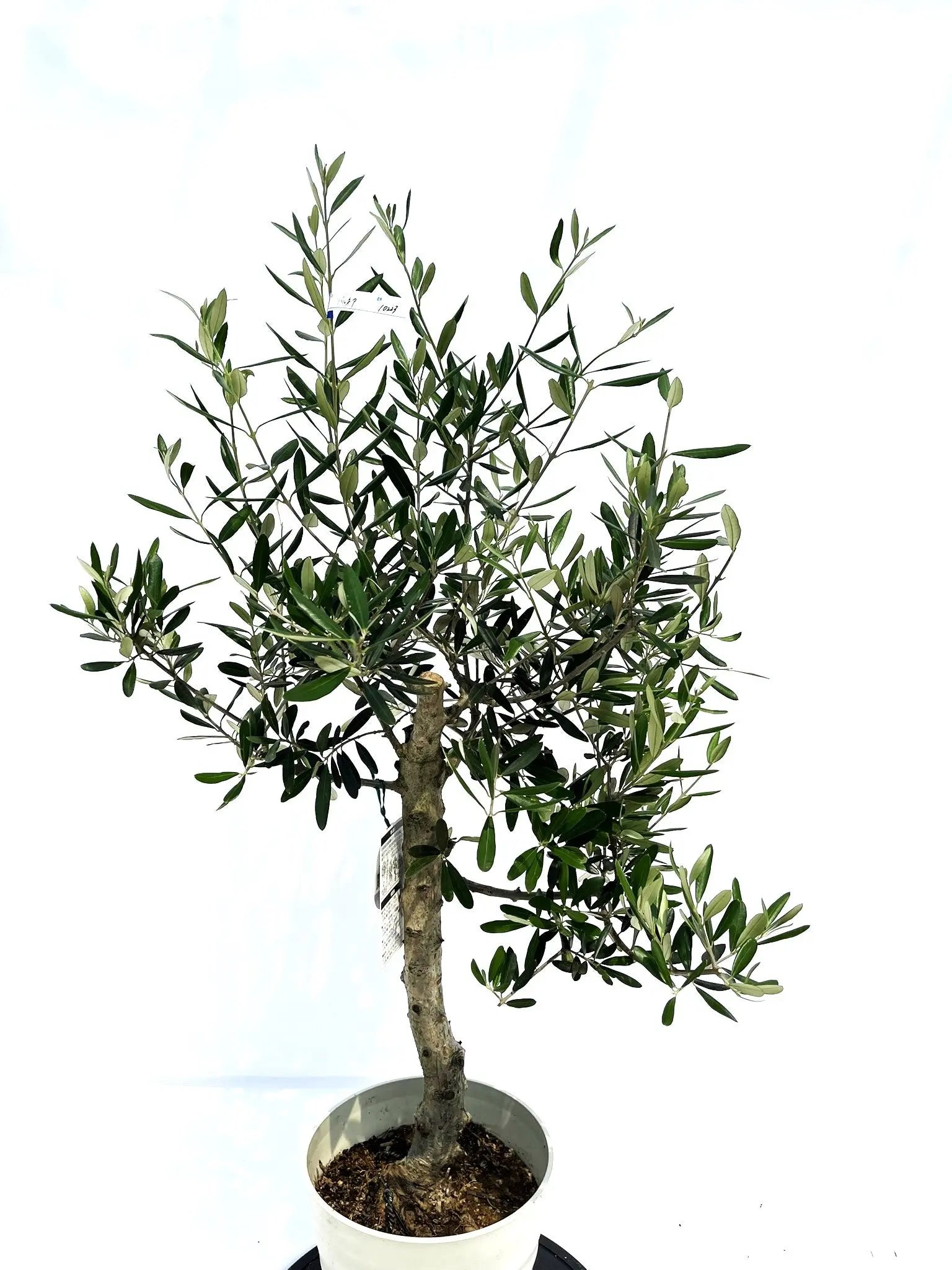 バルネア Mサイズ 約110cm NO.10223 オリーブの木 - 株式会社鶴亀園