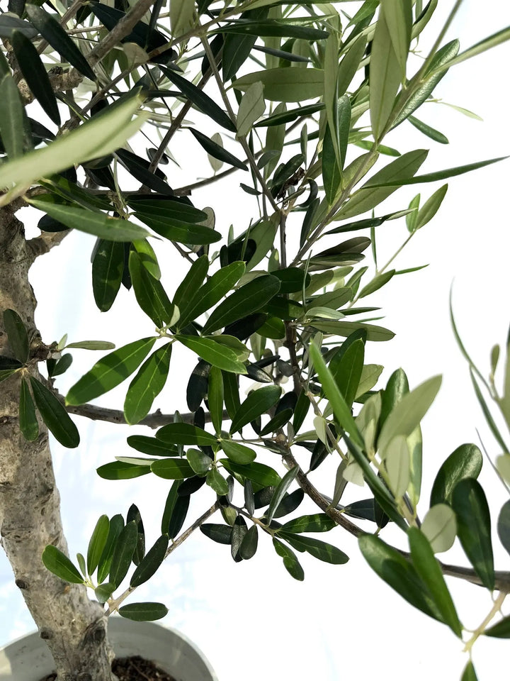 オリーブの木 バルネア 【樹高:約130cm】Sep10 オリーブの木 バルネア【樹高:約140cm】 Apr10 オリーブ10号