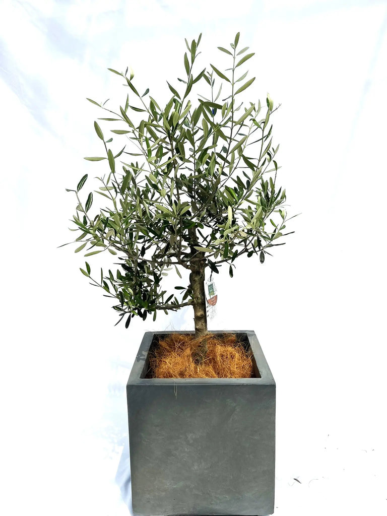 驚きの価格 Mサイズ バルネア 約110cm オリーブの木□品種名 NO.10223 常緑樹