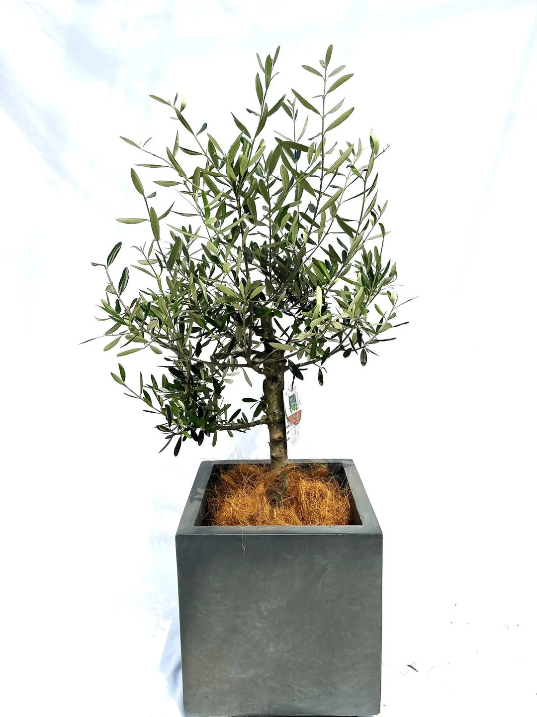 オリーブの木 バルネア 盆栽風 8号 約40cm 現品販売 園芸ネット本店｜オリーブ：バルネア 8号鉢植え の通販【公式】