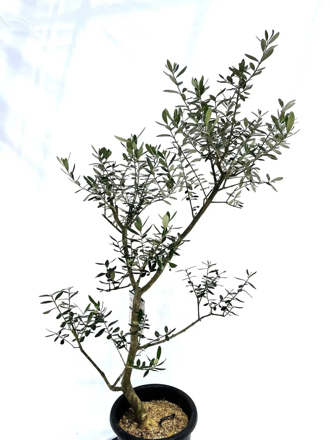 人気・小実】ピッチョリーネ（オリーブの木）〈室内向き〉｜約120cm｜M