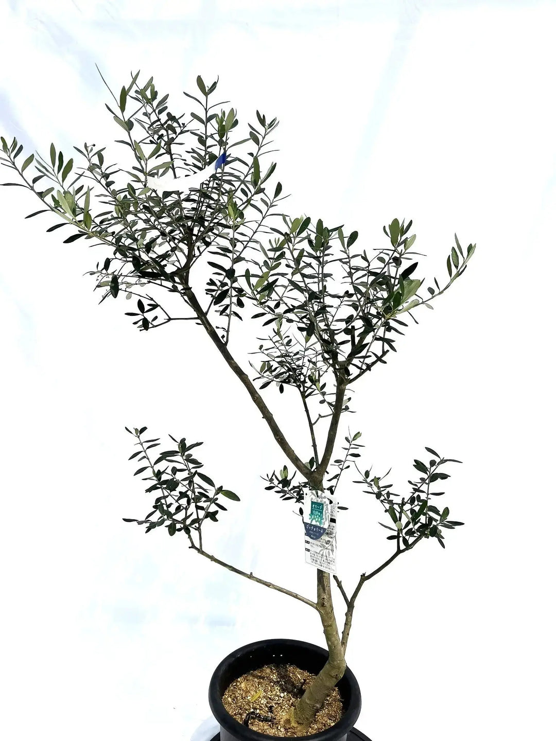 人気・小実】ピッチョリーネ（オリーブの木）〈室内向き〉｜約