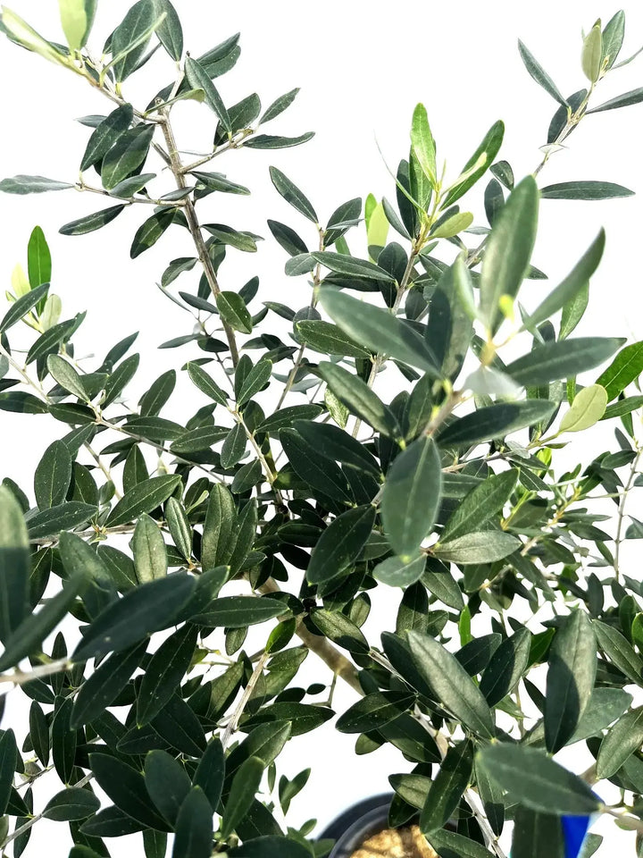 人気・小実】ピッチョリーネ（オリーブの木）〈室内向き〉｜約