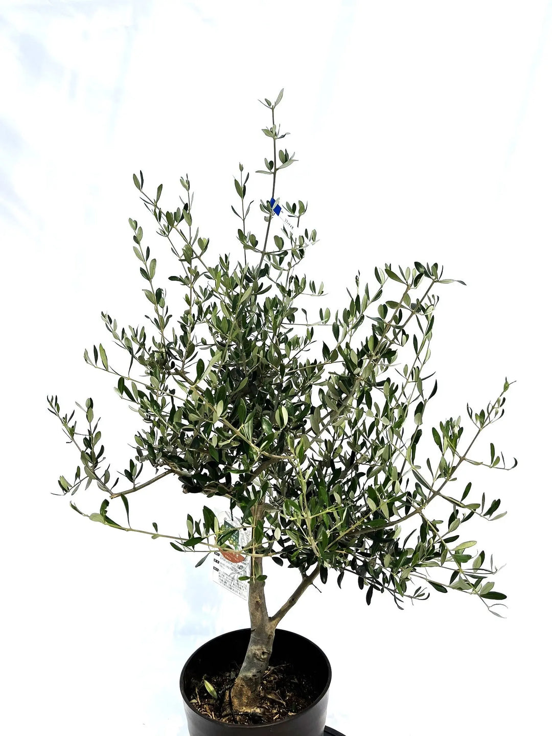 フラントイオ Mサイズ 約110cm NO.10230 オリーブの木 - 株式会社鶴亀園