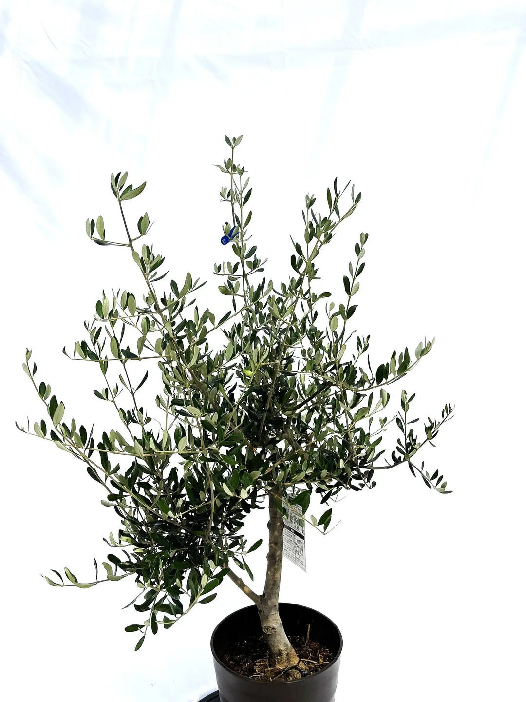 フラントイオ Mサイズ 約110cm NO.10230 オリーブの木 - 株式会社鶴亀園